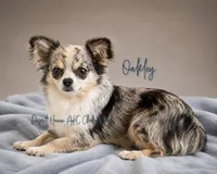 Oakley • CH Sired FULL AKC, a male Chihuahua for sale in Goodyear, AZ – 2 of 4