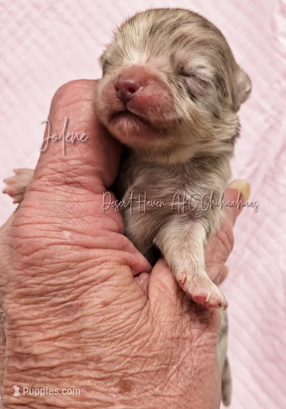 Jolene - AKC LC Girl – Chihuahua puppy for sale in Goodyear, AZ