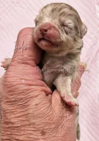 Jolene - AKC LC Girl, a female Chihuahua for sale in Goodyear, AZ – 1 of 5