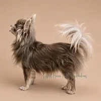 Pixie FULL AKC , a female Chihuahua for sale in Goodyear, AZ – 6 of 6