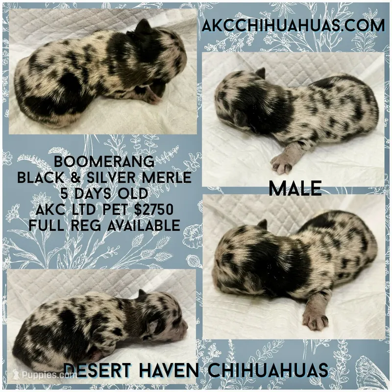 Boomerang AKC Silver Merle – Chihuahua puppy for sale in Goodyear, AZ