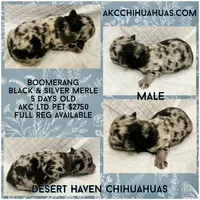Boomerang AKC Silver Merle, a male Chihuahua for sale in Goodyear, AZ – 1 of 5