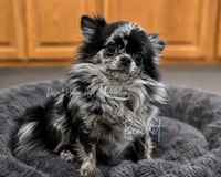 Pippa - AKC Choc Merle, a female Chihuahua for sale in Goodyear, AZ – 2 of 5