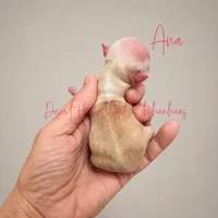 Ana - AKC - , a female Chihuahua for sale in Goodyear, AZ – 7 of 9