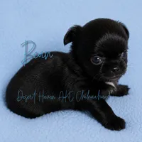 Bean - AKC LC Black, a male Chihuahua for sale in Goodyear, AZ – 3 of 7