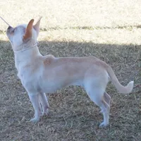 Miss T, a female Chihuahua for sale in Goodyear, AZ – Photo 6 of 6