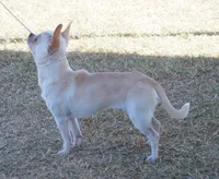 Miss T, a female Chihuahua for sale in Goodyear, AZ – Photo 6 of 6