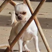 Miss T, a female Chihuahua for sale in Goodyear, AZ – Photo 4 of 6