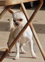 Miss T, a female Chihuahua for sale in Goodyear, AZ – Photo 4 of 6