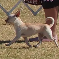 Miss T, a female Chihuahua for sale in Goodyear, AZ – Photo 1 of 6