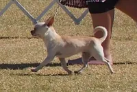 Miss T, a female Chihuahua for sale in Goodyear, AZ – Photo 1 of 6