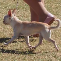 Miss T, a female Chihuahua for sale in Goodyear, AZ – Photo 3 of 6