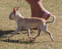 Miss T, a female Chihuahua for sale in Goodyear, AZ – Photo 3 of 6