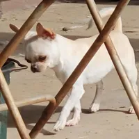 Miss T, a female Chihuahua for sale in Goodyear, AZ – Photo 5 of 6