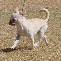 Miss T, a female Chihuahua for sale in Goodyear, AZ – Photo 2 of 6