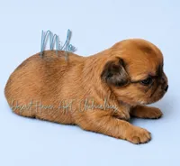 Milo - AKC Perfect Pet, a male Chihuahua for sale in Goodyear, AZ – 2 of 5