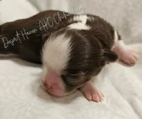 Hershey - CH Sired AKC Chocolate tri LC, a male Chihuahua for sale in Goodyear, AZ – 6 of 7