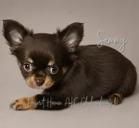 CH Sired Sammy • AKC • Embarked!, a male Chihuahua for sale in Goodyear, AZ – 4 of 8