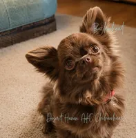Buckwheat - AKC Choc LC, a male Chihuahua for sale in Goodyear, AZ – 1 of 4