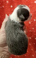 Irish marked Blue LC male , a male Chihuahua for sale in Goodyear, AZ – 4 of 6