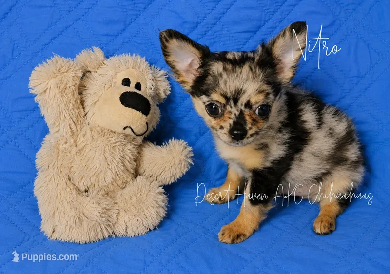Nitro - AKC Merle – Chihuahua puppy for sale in Goodyear, AZ