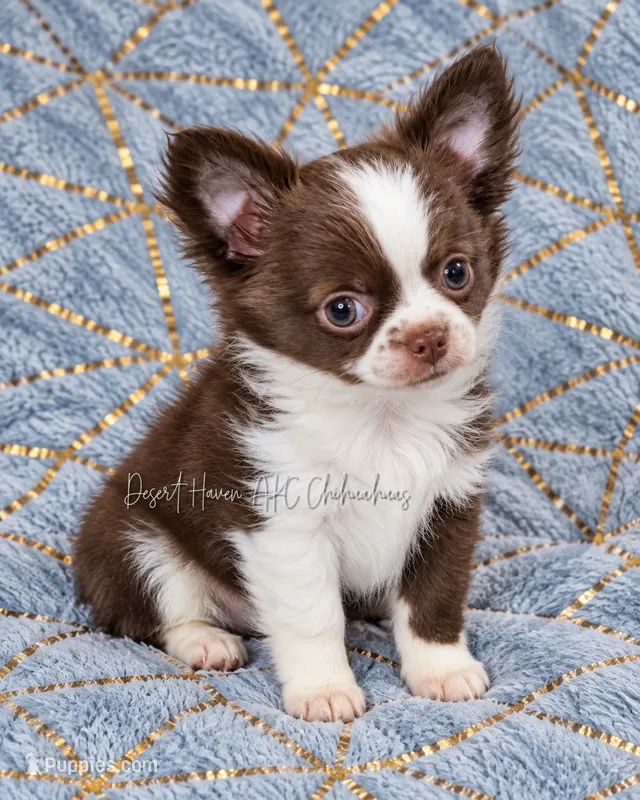 Ty - AKC CH Sired  – Chihuahua puppy for sale in Goodyear, AZ