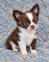 Ty - AKC CH Sired , a male Chihuahua for sale in Goodyear, AZ – 1 of 10