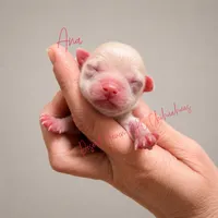 Ana - AKC - , a female Chihuahua for sale in Goodyear, AZ – 5 of 9