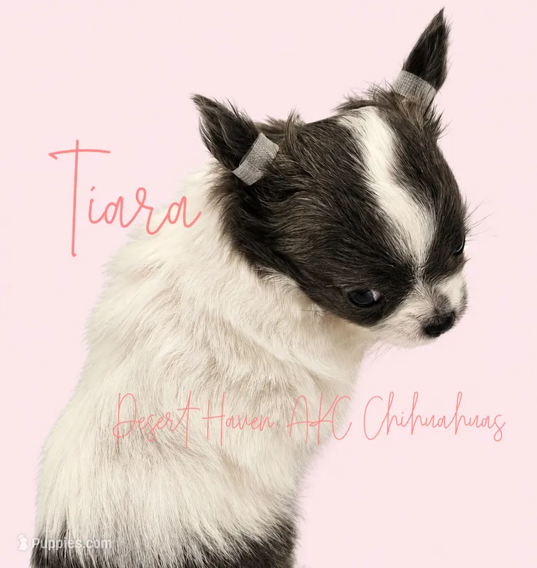 Tiara - AKC CH Sire & CH Dam – Chihuahua puppy for sale in Goodyear, AZ