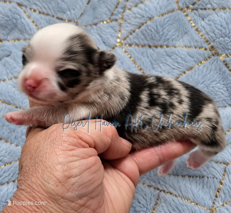 Marble • AKC Pet • Flashy Merle – Chihuahua puppy for sale in Goodyear, AZ