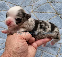 Marble • AKC Pet • Flashy Merle, a male Chihuahua for sale in Goodyear, AZ – 1 of 5