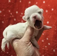 White Cream Long Coat male , a male Chihuahua for sale in Goodyear, AZ – 3 of 5