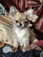 Tigger, a male Chihuahua for sale in Goodyear, AZ – 2 of 5