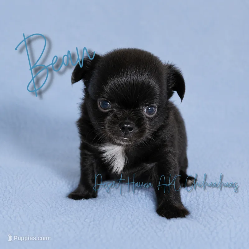 Bean - AKC LC Black, a male Chihuahua for sale in Goodyear, AZ – 1 of 7