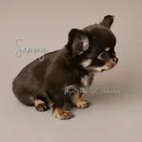 CH Sired Sammy • AKC • Embarked!, a male Chihuahua for sale in Goodyear, AZ – 5 of 8