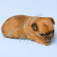 Milo - AKC Perfect Pet, a male Chihuahua for sale in Goodyear, AZ – 3 of 5