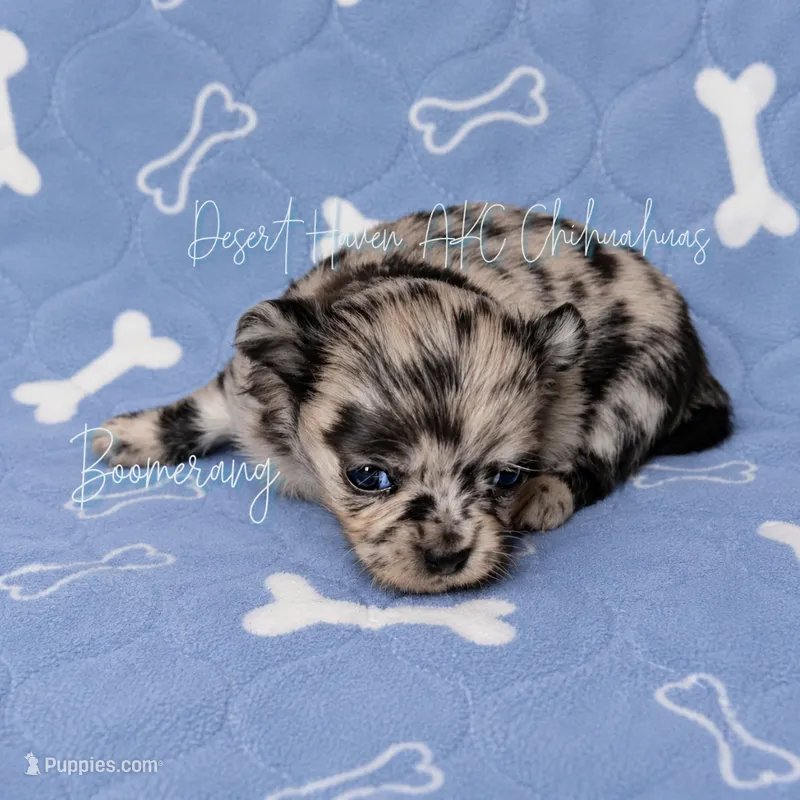 Boomerang AKC Silver Merle – Chihuahua puppy for sale in Goodyear, AZ
