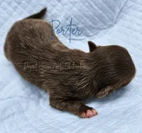 TINY PORTER - AKC FULL, a male Chihuahua for sale in Goodyear, AZ – 5 of 6