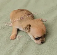 FULL AKC Pippa - small merle , a female Chihuahua for sale in Goodyear, AZ – 2 of 10