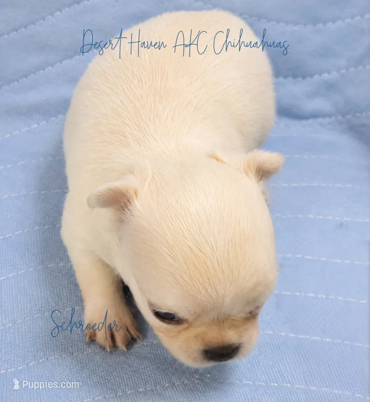 Schroeder - CH AKC – Chihuahua puppy for sale in Goodyear, AZ