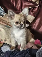 Tigger, a male Chihuahua for sale in Goodyear, AZ – 1 of 5