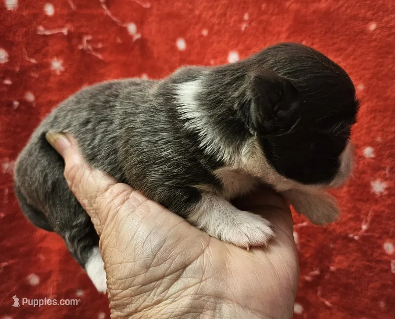 Blue minimal White Long Coat male  – Chihuahua puppy for sale in Goodyear, AZ