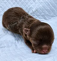 TINY PORTER - AKC FULL, a male Chihuahua for sale in Goodyear, AZ – 4 of 6