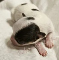 Godiva - CH Sired AKC LC , a female Chihuahua for sale in Goodyear, AZ – 4 of 6