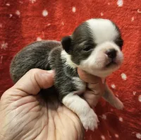 Irish marked Blue LC male , a male Chihuahua for sale in Goodyear, AZ – 5 of 6