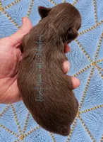 Fudge • AKC Perfect Pet, a male Chihuahua for sale in Goodyear, AZ – 3 of 5
