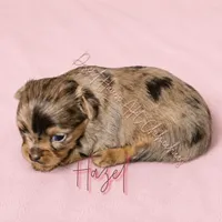 Hazel - FULL AKC Lilac, a male Chihuahua for sale in Goodyear, AZ – 2 of 6