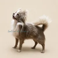 Creed - CH Sired AKC 4#, a male Chihuahua for sale in Goodyear, AZ – 5 of 6