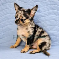 Nitro - AKC Merle, a male Chihuahua for sale in Goodyear, AZ – 2 of 7