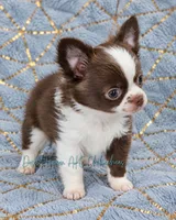 Ty - AKC CH Sired , a male Chihuahua for sale in Goodyear, AZ – 3 of 10